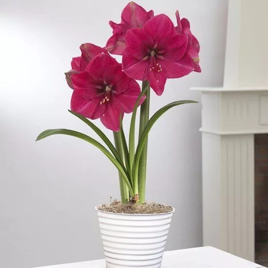 Амариллис комнатное растение фото Гіппеаструм Hippeastrum. Догляд за гіппеаструмів. фото