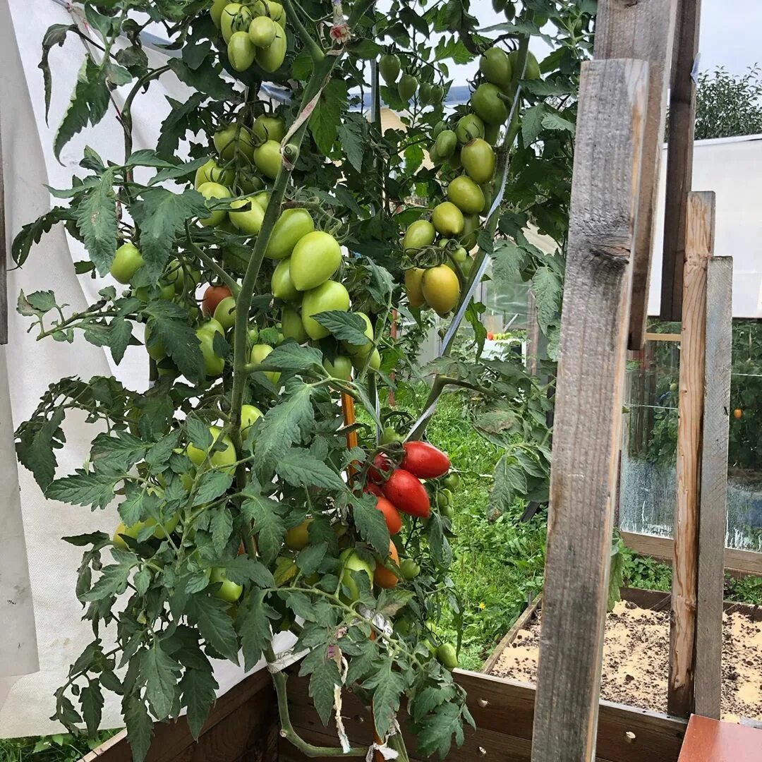 Конкурс 2019