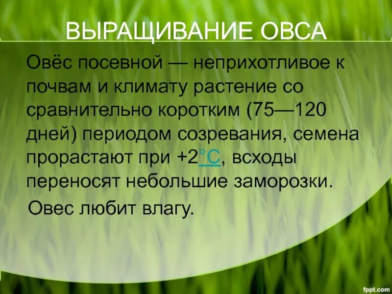 Задачи овса. Условия возделывания овса. Условия выращивания овса. Овес условия. Выращивание овса посевного.