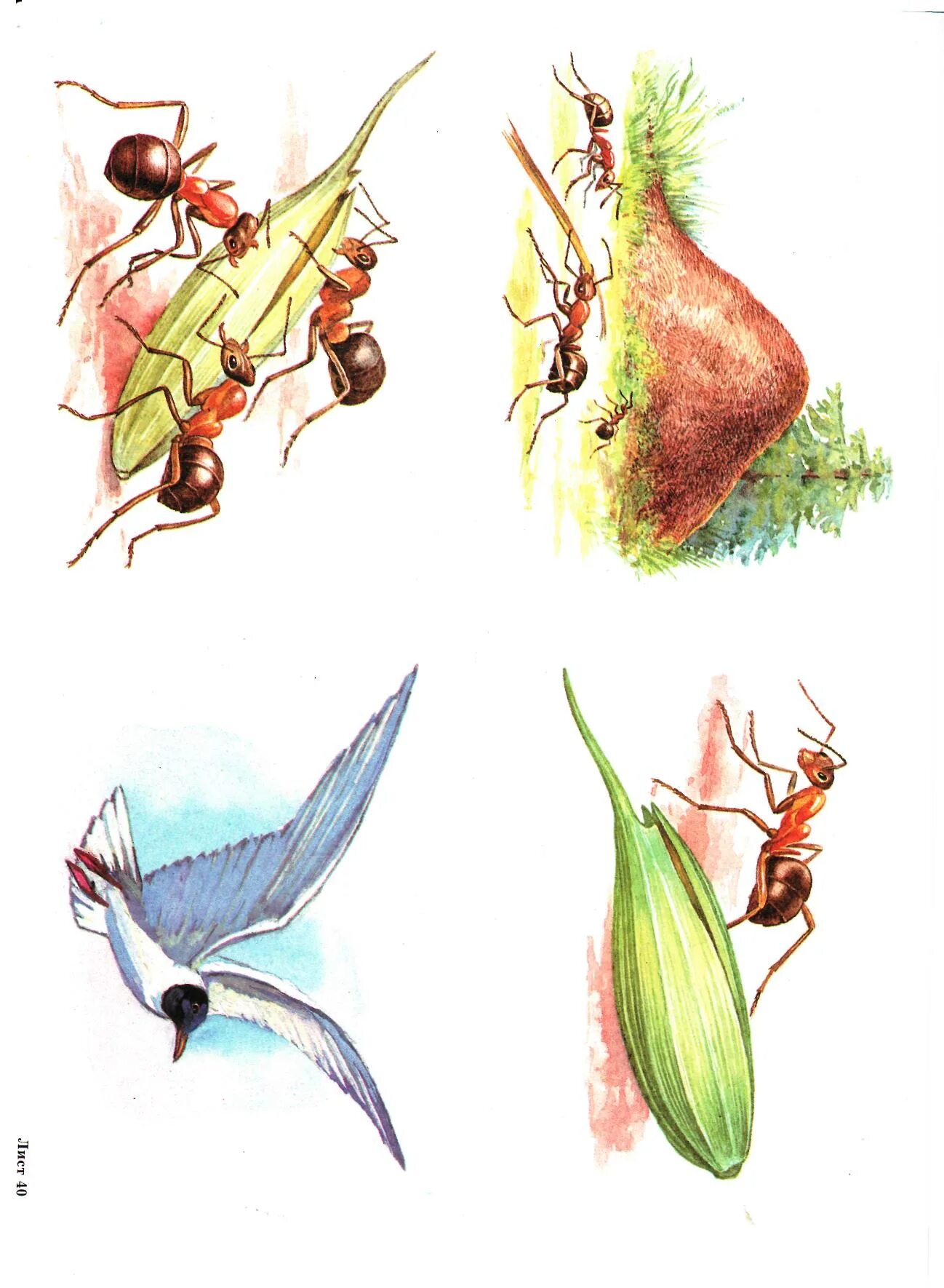 Муравей и пшеничные зерна иллюстрации. Муравей тащит рисунок. Рисунки история муравья.