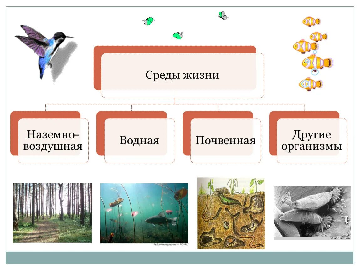 Четыре среды обитания организмов. Среда обитания. Среды жизни. Среды жизни организмов. Среды обитания живых организмов.