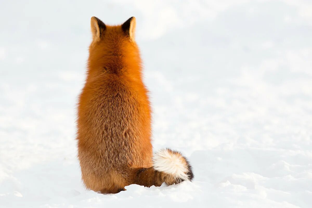 Асфальтированная дорога. «лиса в лесу». Дисы дорог. Дисы дорог. Лиса ты кашляешь.