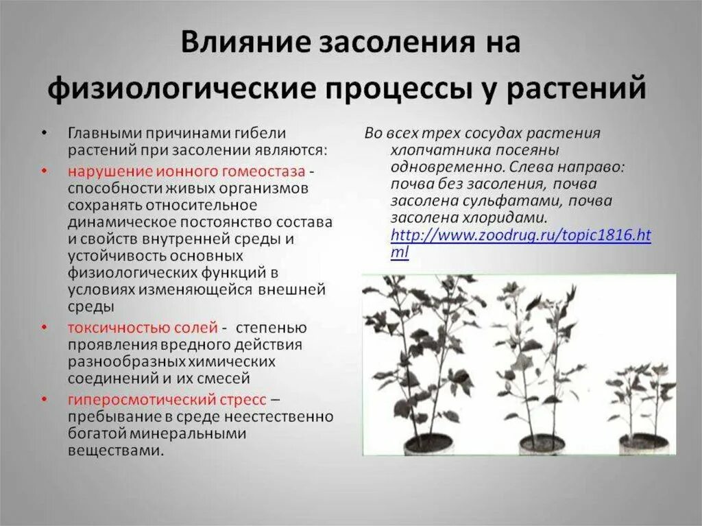 Состояние организма при котором замедляется жизненные процессы