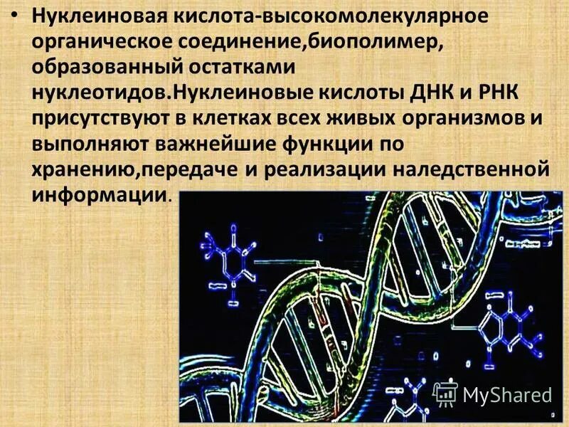 средняя молекулярная масса нуклеиновых кислот. мономерные звенья нуклеиновых кислот. нуклеиновые кислоты это биополимеры. биологические полимеры нуклеиновые кислоты. синтез нуклеиновых кислот репликация и.