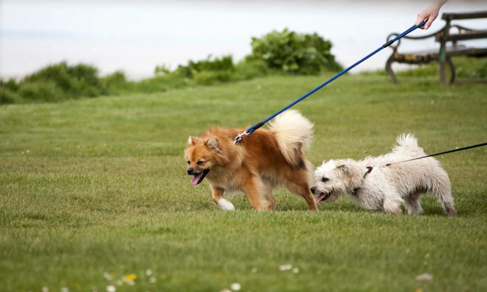 Dogs must keep on a lead. Поводок для собак. Прогулка с собакой. Щенок с поводком. Щенок на прогулке.