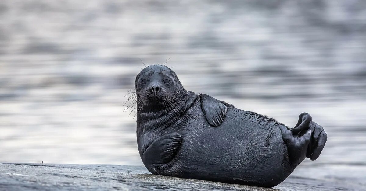 Нерпа байкальская нерпа. Ластоногие сивуч. Увидеть морского котика. Каспийский тюлень (каспийская нерпа). Увидеть морского котика.