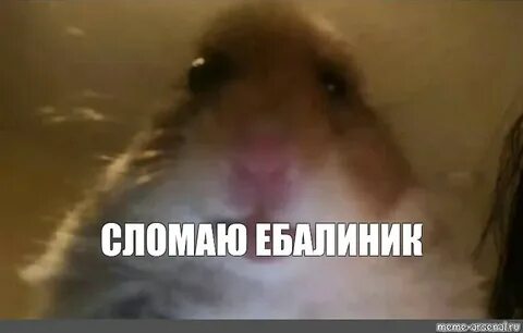 Мем грустный хомяк скрипка