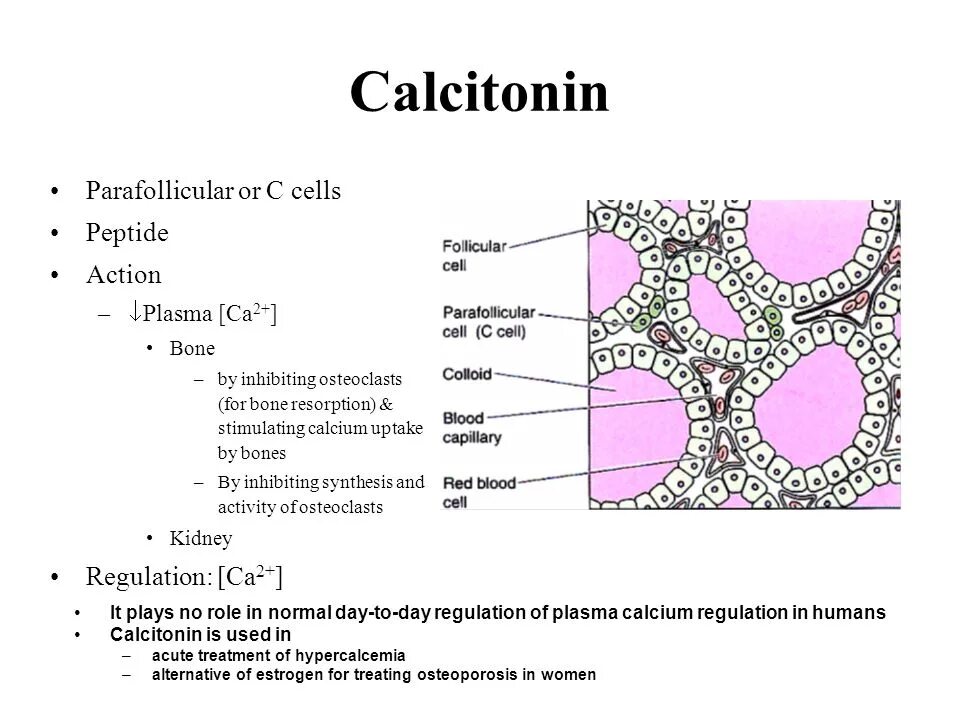 V cells c. V cells c