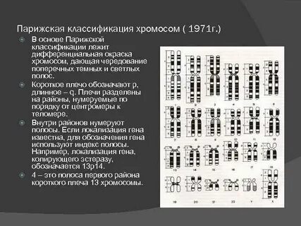 Кариотип характеризуется