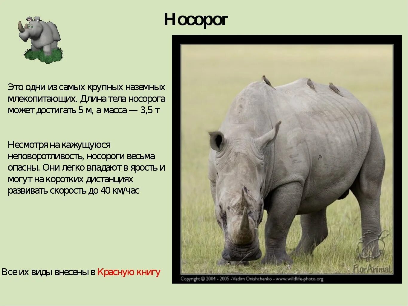 Сообщение о носороге. Краткая информация о носороге для детей. Носорог интересные факты. Носорог презентация. Слон в какой природной зоне