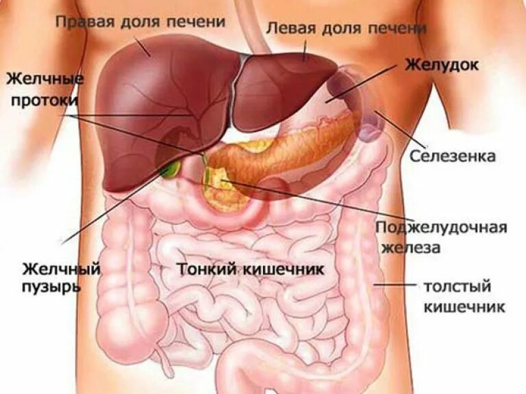 Болит селезенка левая причины лечение. Анатомия человека поджелудочная и желчный пузырь. Желчный пузырь расположение строение анатомия. Желчный пузырь анатомия человека анатомия. Расположение желчного пузыря у человека.