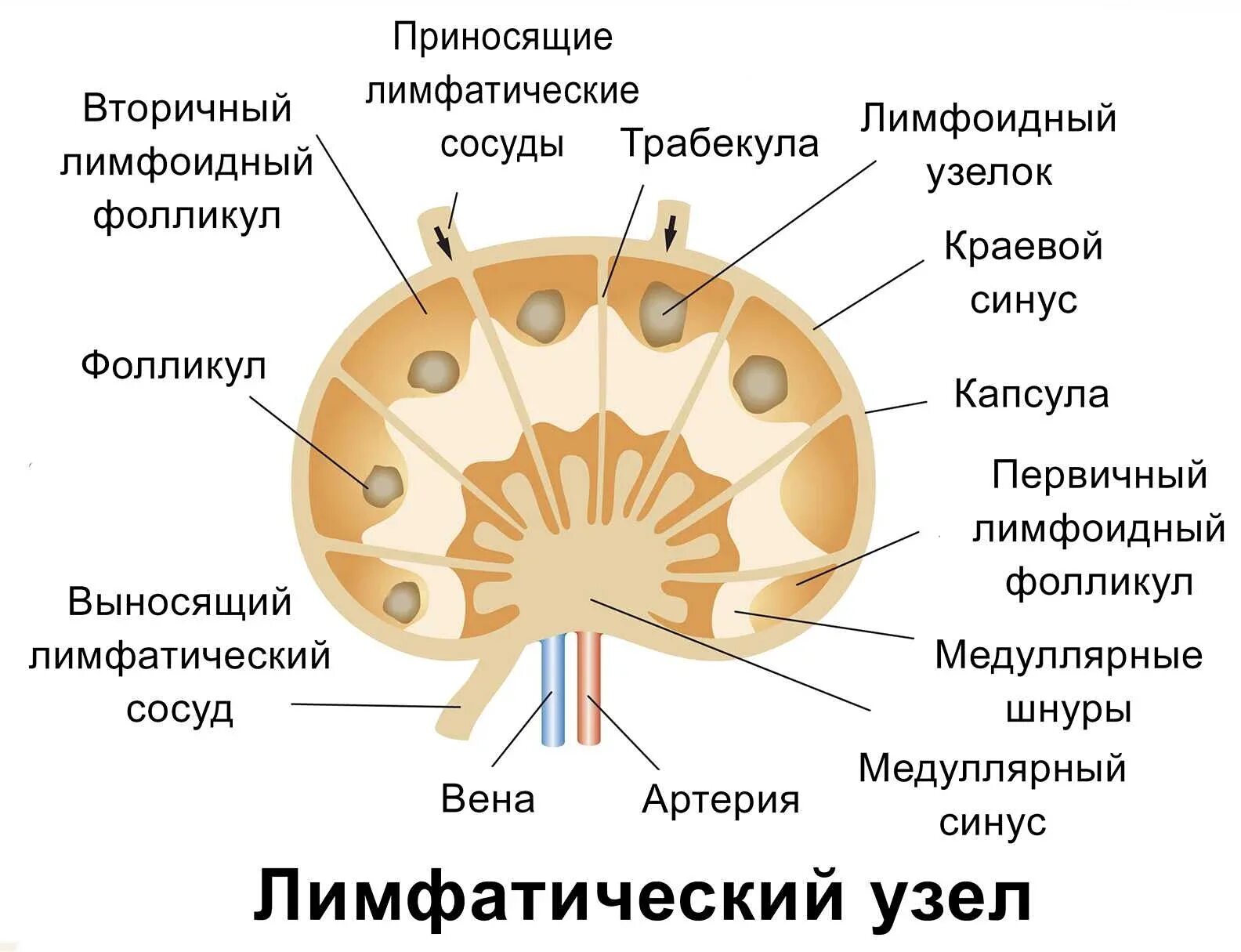 Строение лимфоидного узелка. Схема лимфатического узла. структура лимфатического узла. структура строения лимфатического узла. внутреннее строение лимфатического узла.