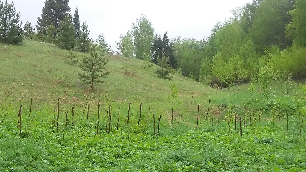 погода починки юкаменского. деревня починки удмуртия. погода починки юкаменского. природа села юкаменское удмуртия. деревня кычен юкаменский район.