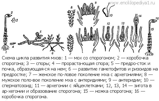 Архегоний папоротника. Жизненные циклы растений гаметофит и спорофит. Цикл развития щитовника мужского. Архегоний набор хромосом. Жизненные циклы растений гаметофит и спорофит.
