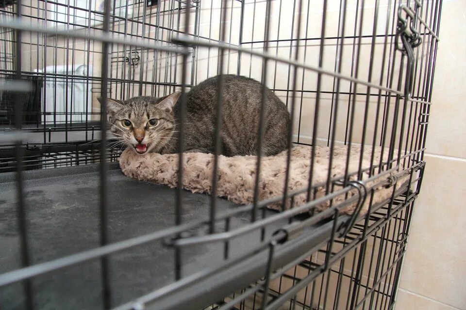 Симптомы бешенства у кота. Вакцинация кошек против бешенства. Вакцины для кошек. Симптомы бешенства у кота. Беседа по профилактике бешенства.