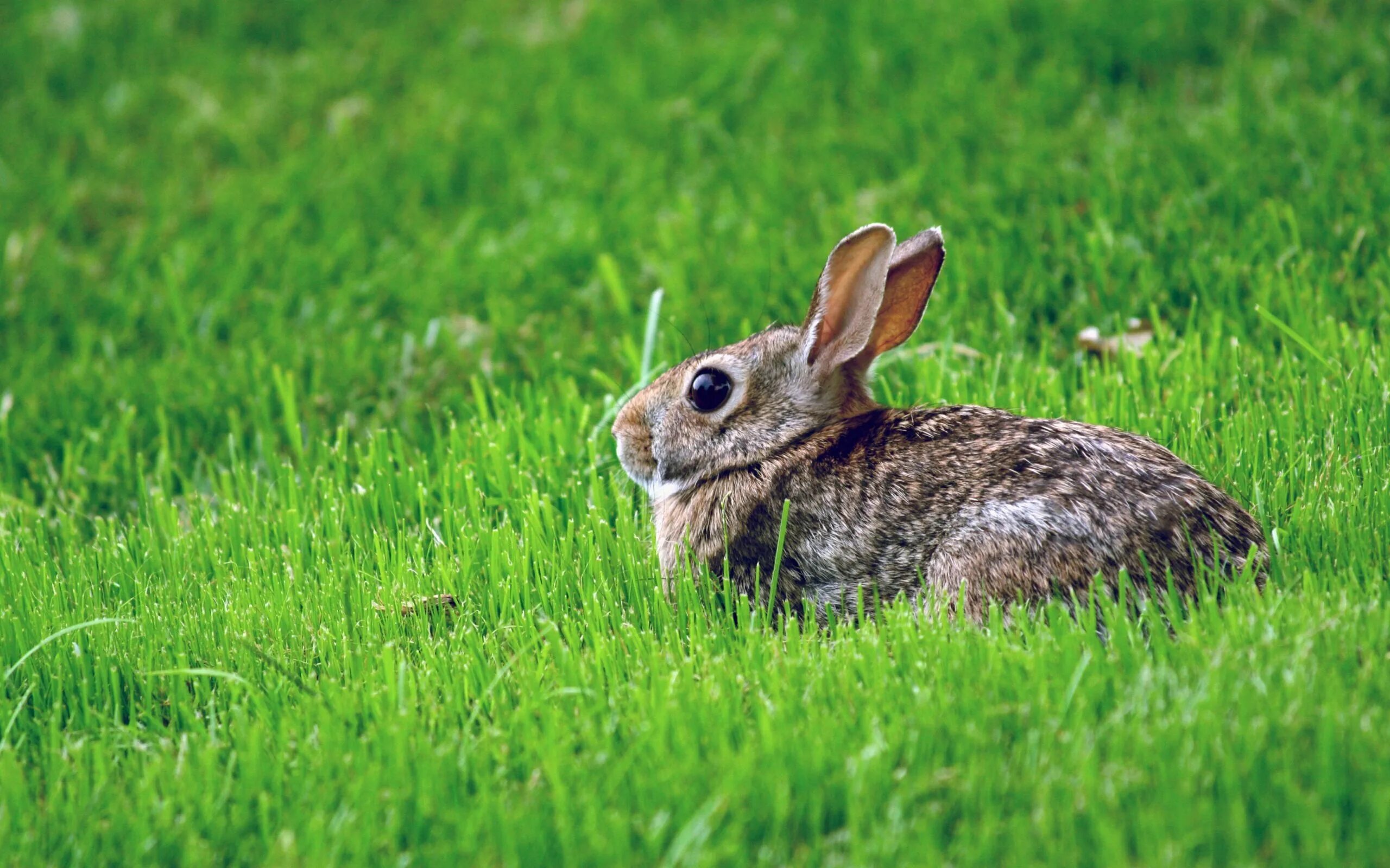 Заяц. Кролик. Заяц в траве. Кролик в траве. Grass animals