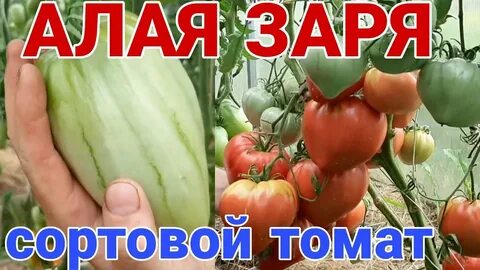 Томат алые зори