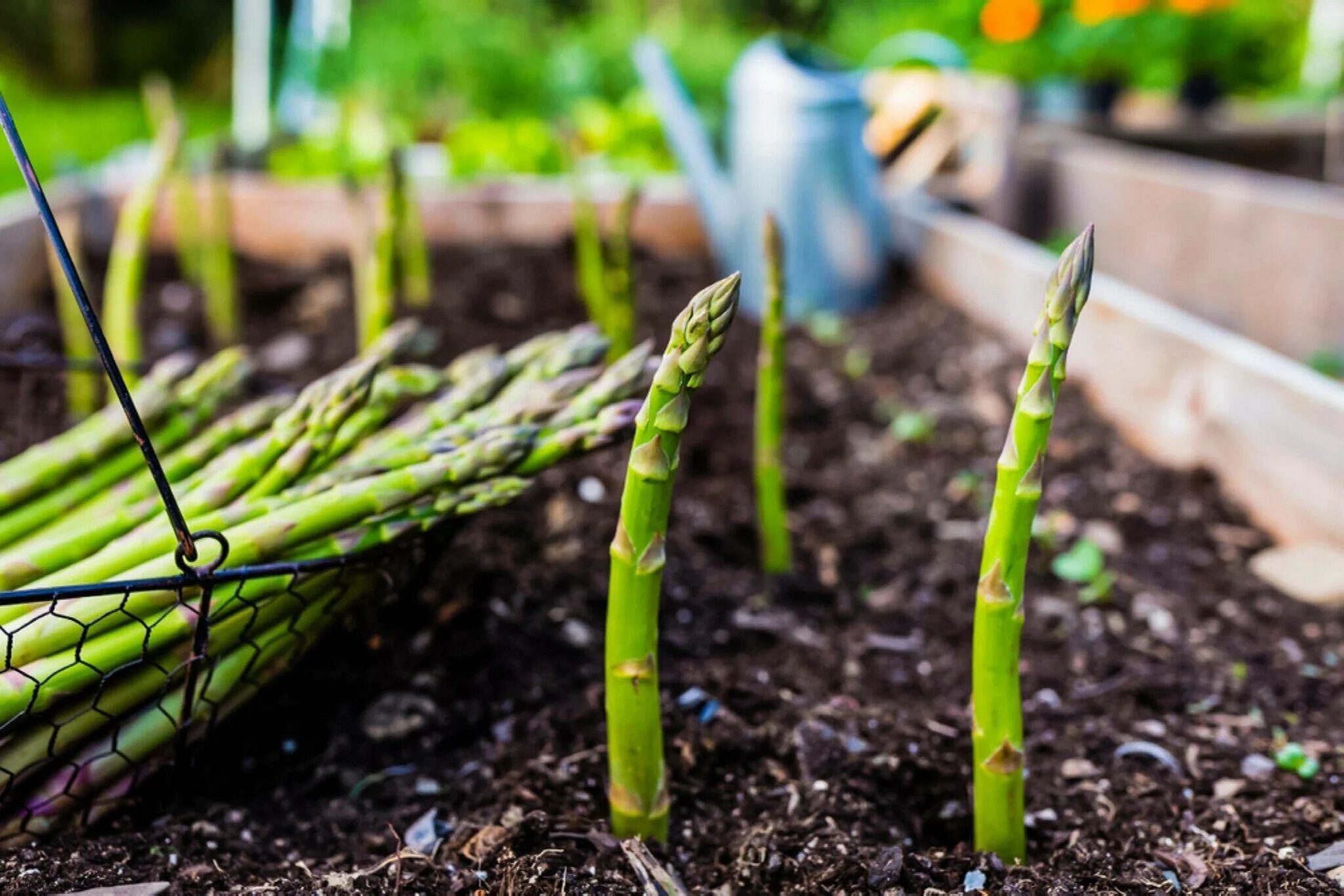 Спаржа Огородная. Спаржа Asparagus Mary Washington. Аспарагус (спаржа) Бэклим. Ростки спаржи. Спаржа как выращивать в огороде