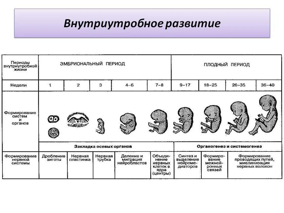 У представителей какого класса развитие зародыша. Этапы внутриутробного развития человека таблица. Этапы эмбрионального периода таблица. Схема периодов внутриутробного развития плода. . Периодизация на этапе внутриутробного развития плода.