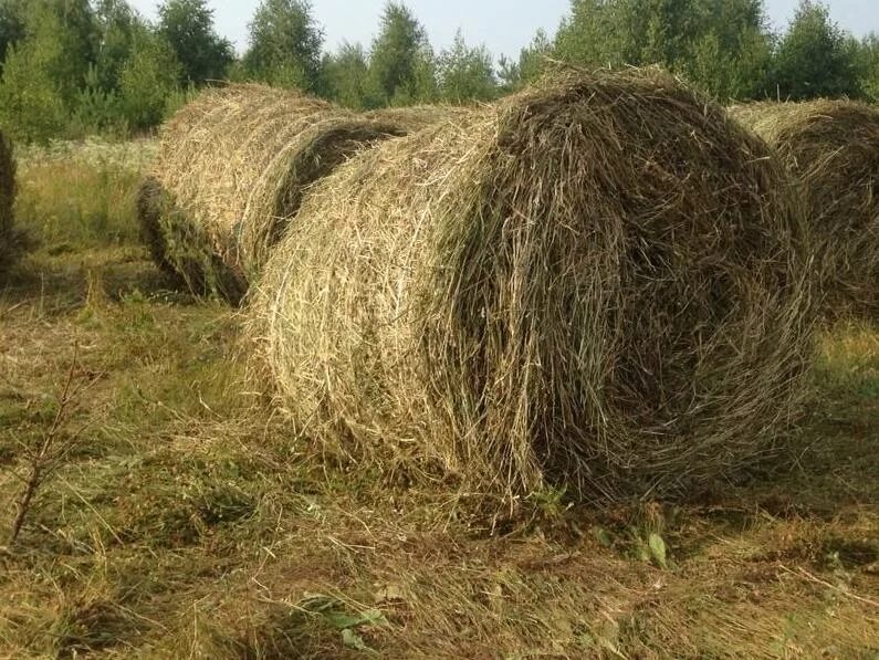 сено в рулонах. тюк сена 400 кг. сено в рулонах. сено в рулонах. сено в рулонах с доставкой.