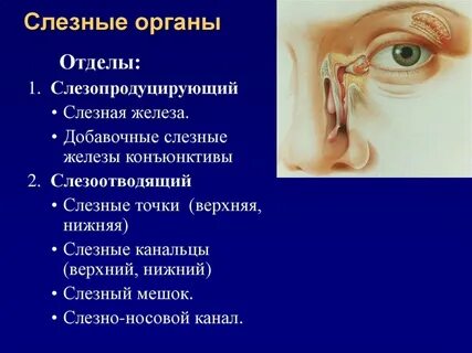 Слезная железа функции