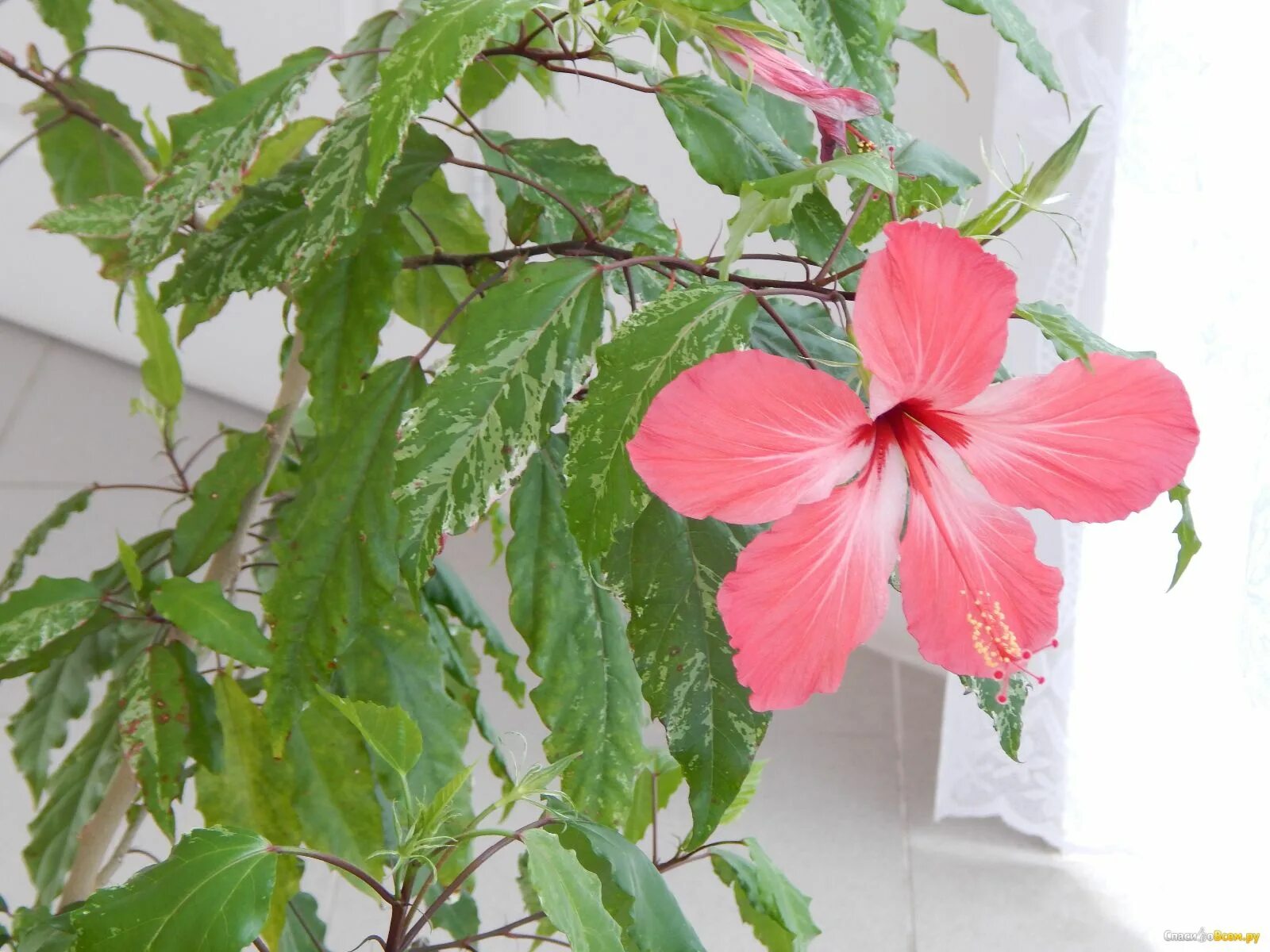 гибискус красный. красный розан гибискус. красные гибискусы фото. гибискус красный махровый. красные гибискусы фото.