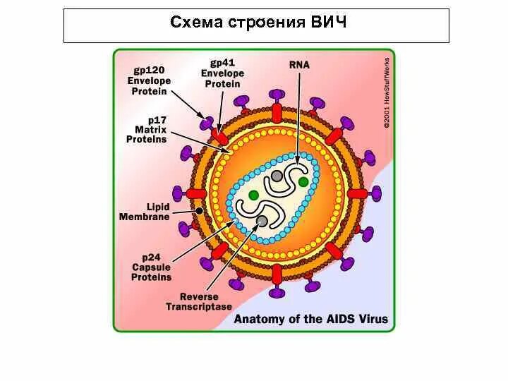 Схема строения вируса вич. Строение вируса спида. схема вируса спида. структура вируса вич. строение вируса вич 1.