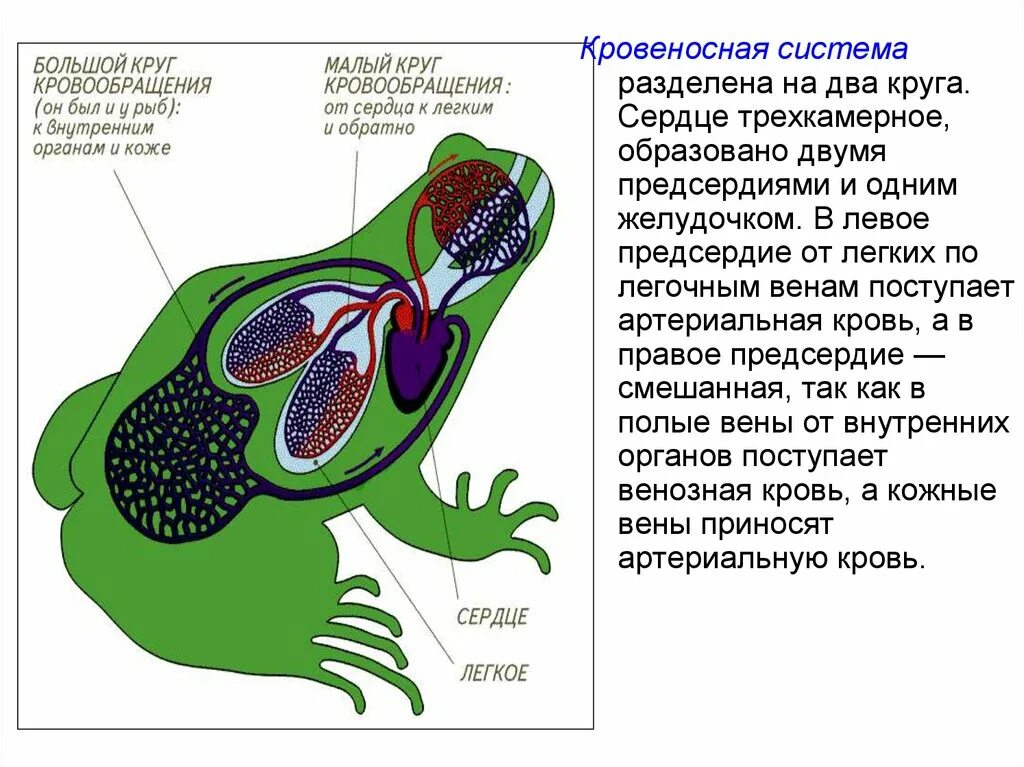 У земноводных сердце трехкамерное с неполной перегородкой. Трехкамерное сердце. Трехкамерное сердце патология. Два круга кровообращения, трехкамерное сердце. Эволюция кровеносной системы.