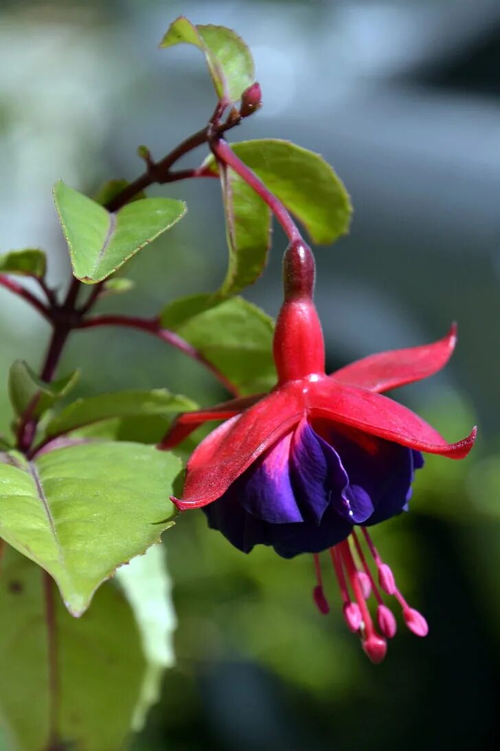Фуксия рост. Фуксия fuchsia. фуксия трехлистная. фуксия андромеда. фуксия гусар.