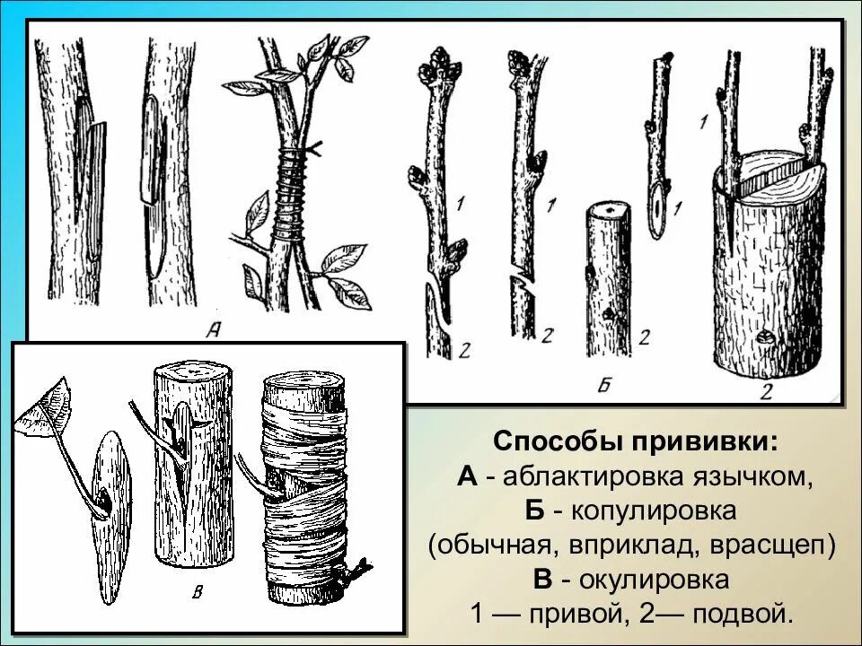 Способы прививки плодовых деревьев окулировка. Вегетативное размножение прививкой окулировка. Прививка растений окулировка копулировка. Блокировка, копулировка окулировка. Вегетативное размножение последовательность действий