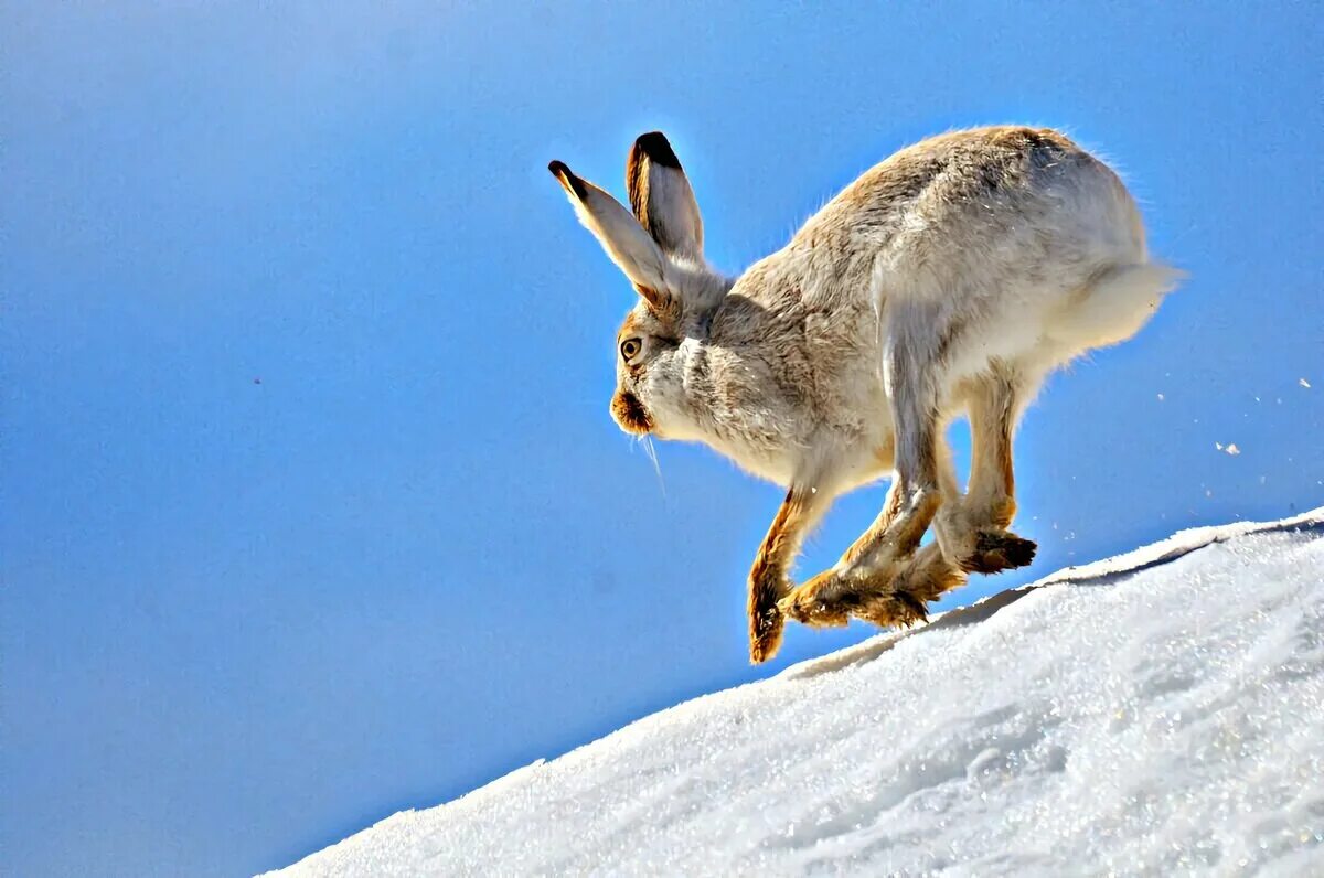 Короче зайка. Белохвостый кролик. Лапы зайца. Заяц зимой. Заяц фото.