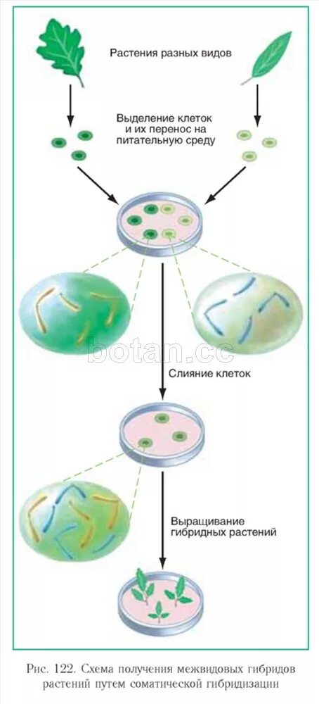 Биотехнология гибридизация. Гибридизация соматических клеток растений. Соматическая гибридизация растительных клеток. Этапы соматической гибридизации. Механизмы гибридизации соматических клеток.