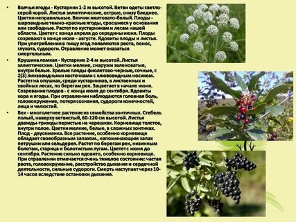 Ядовитые растения какое семейство
