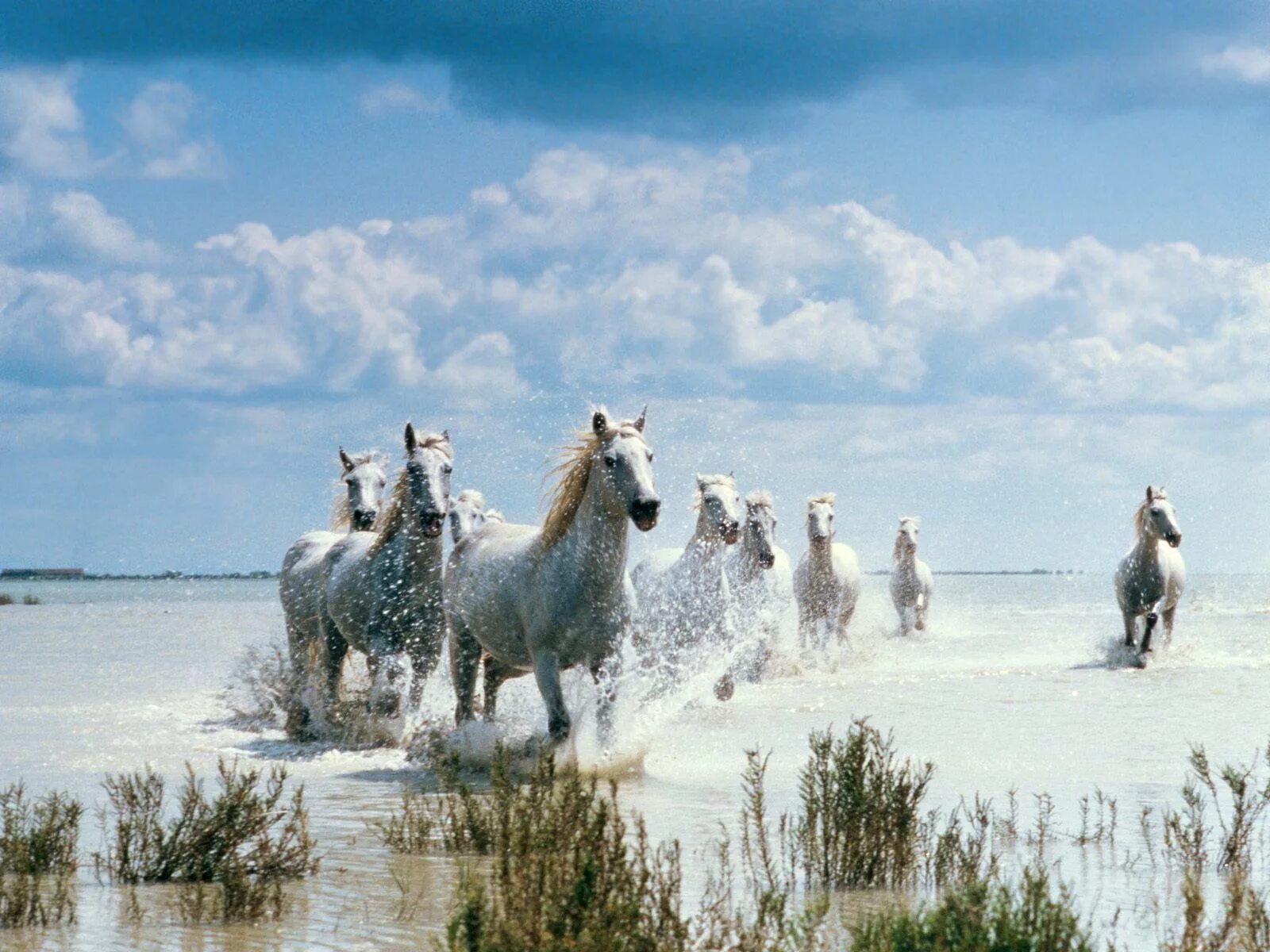 Horses are beautiful. Табун лошадей. Стадо лошадей. Белая лошадь. Обои на рабочий стол лошади.