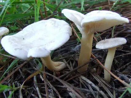Говорушка восковая съедобная или нет