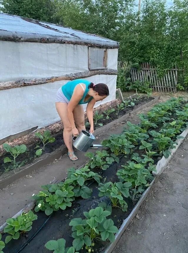 Подкормка клубники. Удобрение для клубники весной. Подкормка клубники весной. Клубника в огороде.