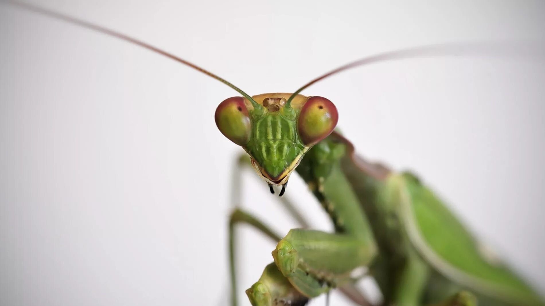 Мантис богомол. Королева Богомолов насекомое. Богомол Pseudempusa pinnapavonis. Мадагаскарский богомол. Насекомое убивающее партнера после спаривания