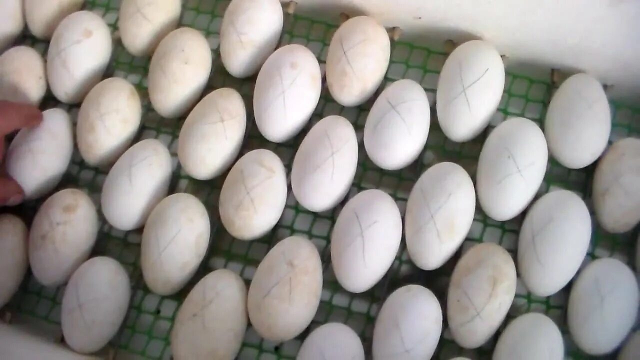 Нужно ли опрыскивать яйца в инкубаторе. Гусиные яйца в инкубаторе. Инкубируем гусиные яйца. Инкубация гусиных яиц, яиц. Инкубация гусиных яиц.
