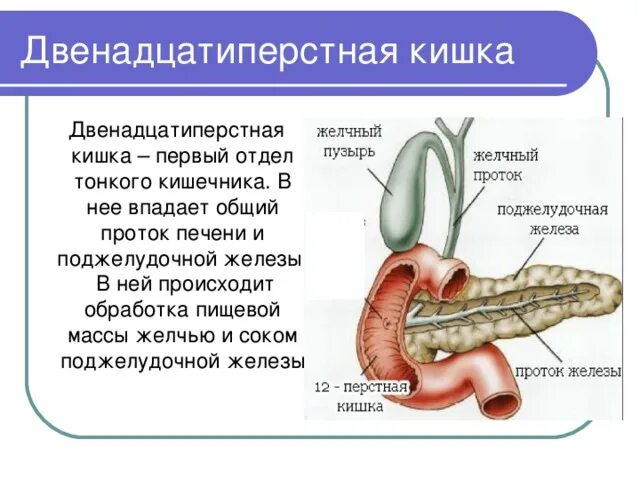 В тонкую кишку открываются протоки. 12 Перстная кишка анатомия строение и функции. Двенадцатиперстная кишка пищеварительные железы. Строение пищеварительной системы двенадцатиперстная кишка. Двенадцатиперстная кишка функции и строение кратко таблица.