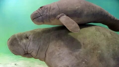 Родственник морской коровы 8