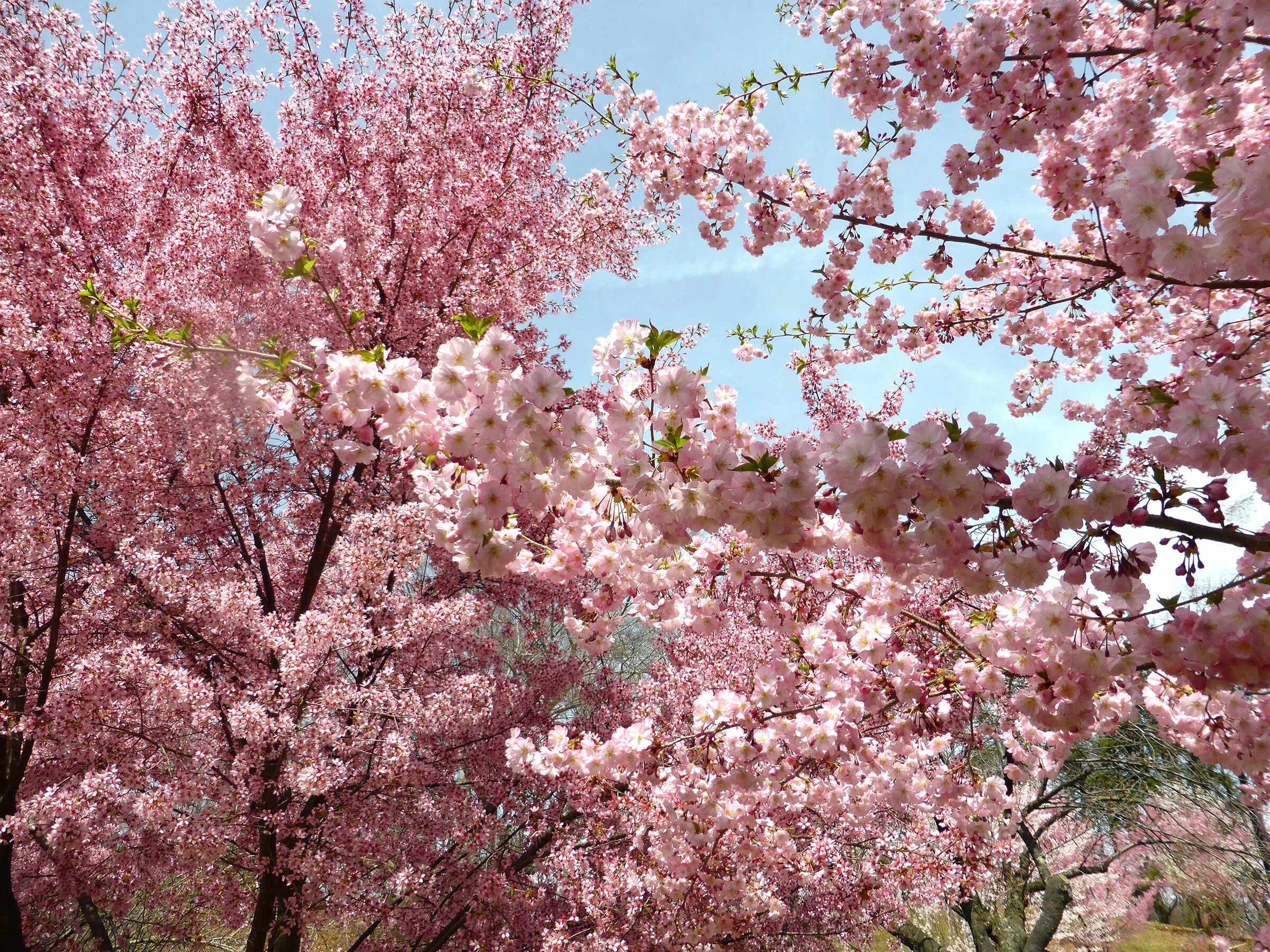 Сакура торонто. Pink черри блоссом дерево деревья парк. Сакура это вишня или слива. Япония токио сакура. Сакура японская вишня.