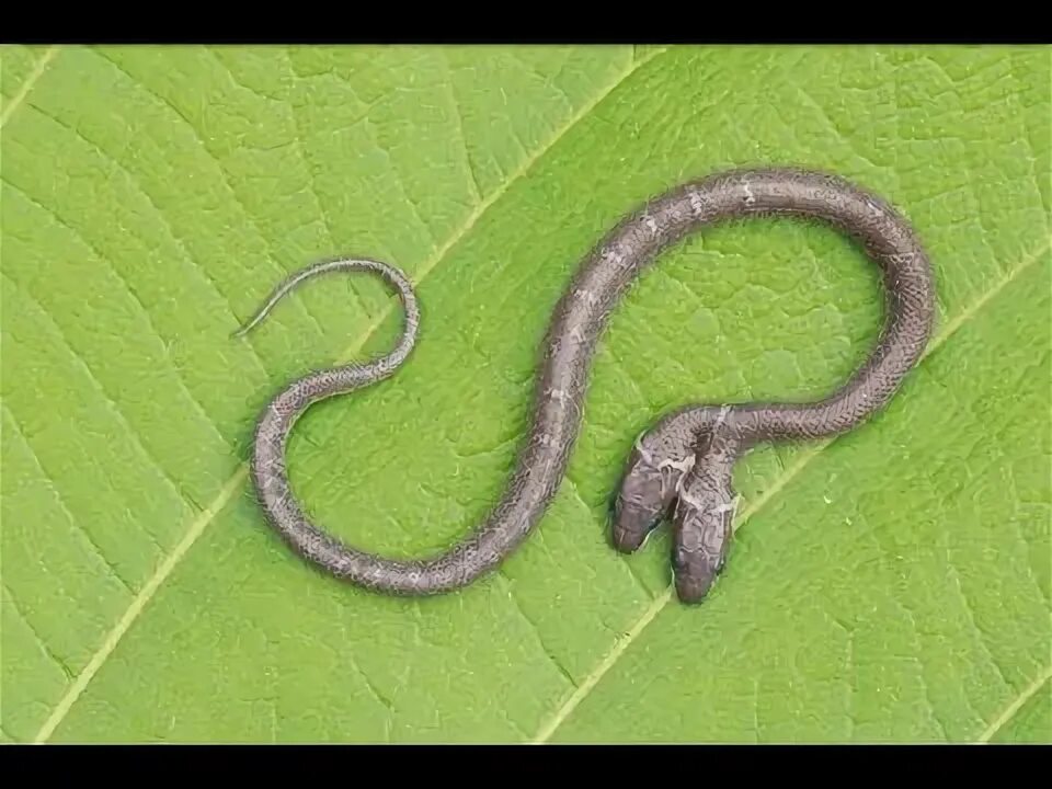 Pin about Snake and Great business ideas on বাংলা বিচিত্র খবর
