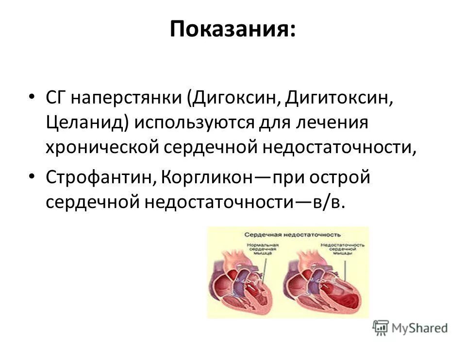 Сердечная недостаточность у собак симптомы. Сердечная недостаточность у собак симптомы