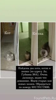 Как вернуть кота