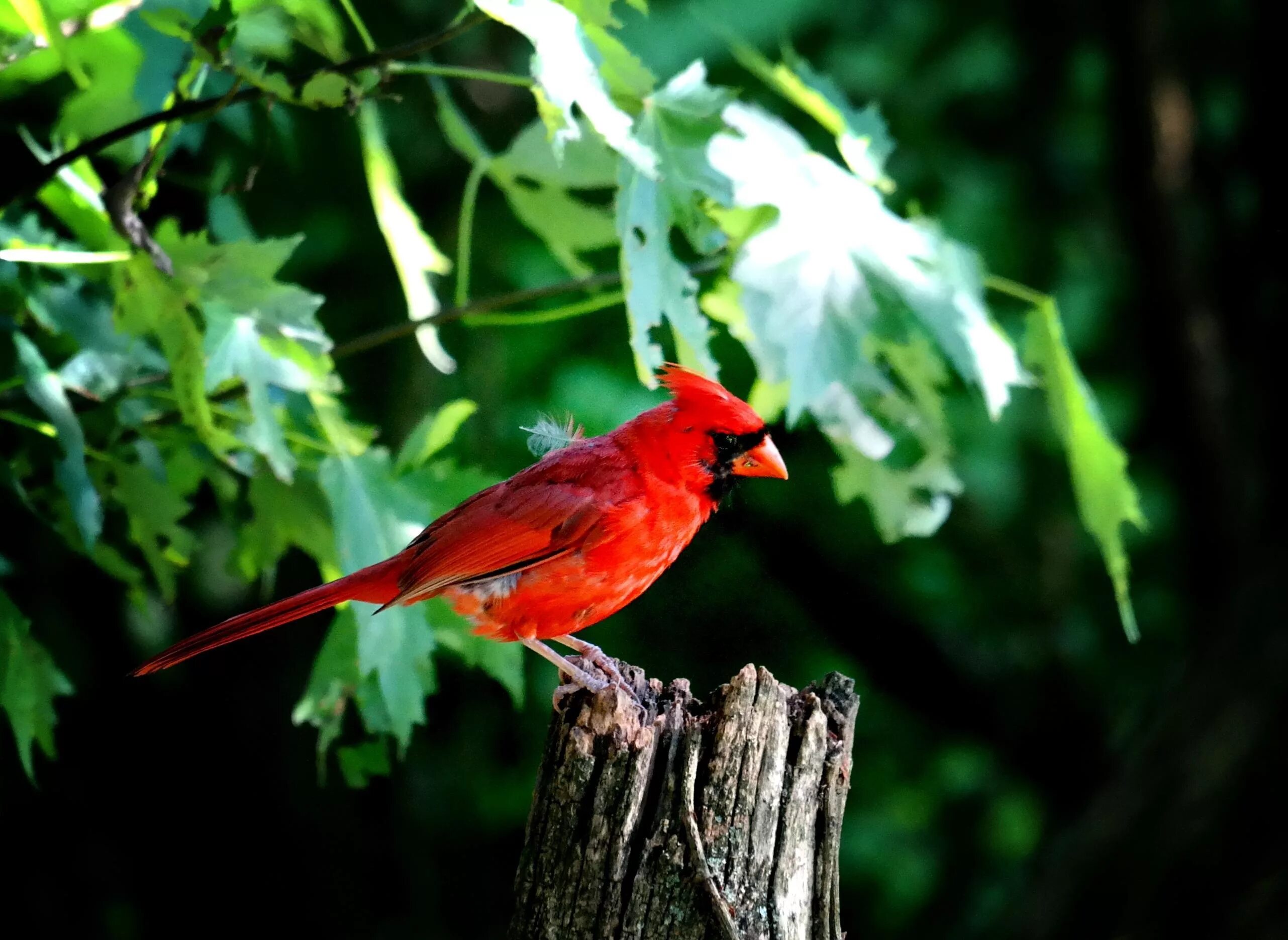 Группа красные птицы. Виргинский Кардинал. Виргинский Кардинал птица. Виргинский красный Кардинал. Птица с красным хохолком.