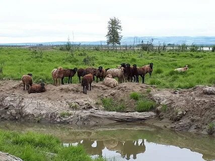 Плейстоценовый парк