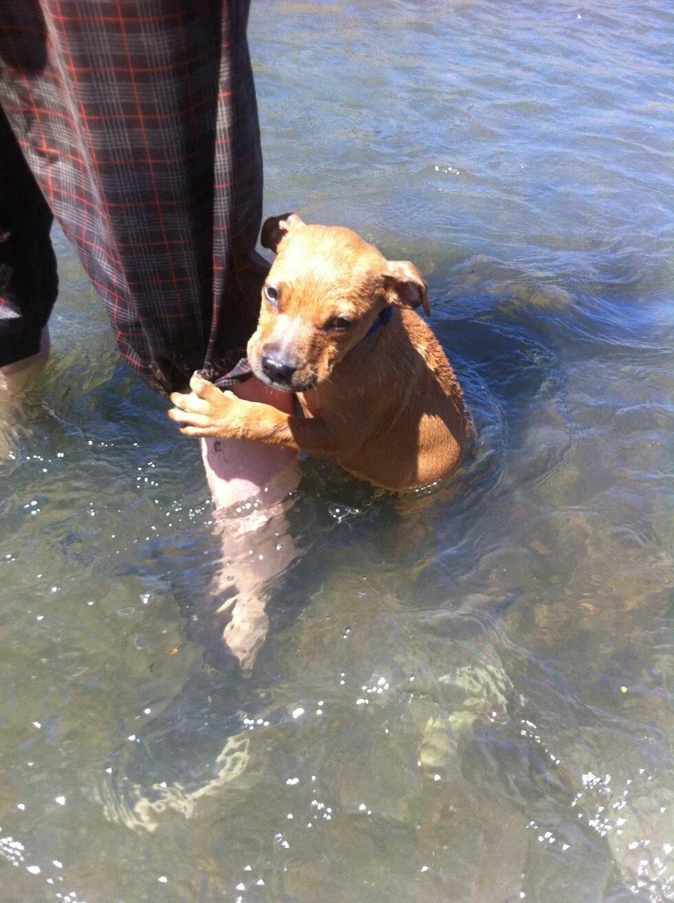 Собака купается в море. Лабрадор ретривер водолаз. Собака любит воду. Собака в воде. Собака плывет.