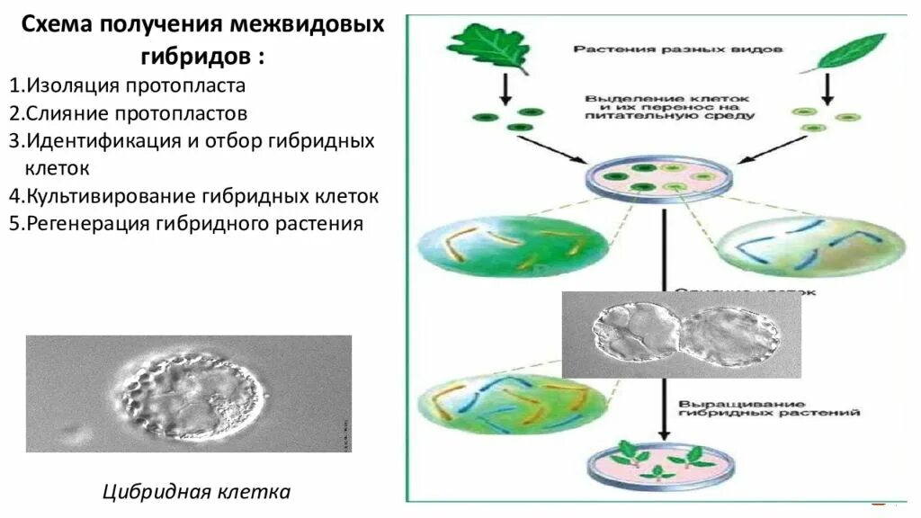 Схема получения протопластов и гибридных структур. Схема получения протопластов. слияние протопластов растительных клеток. слияние протопластов растений. гибридизация клеток растений.