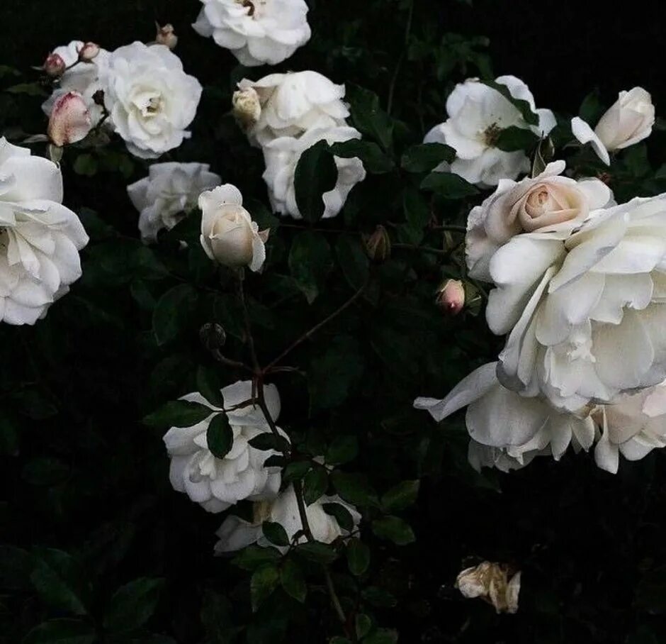 Роза уайт голд. Белые розы. Белые розы эстетика. Стильные розы. Красивые цветы эстетика.