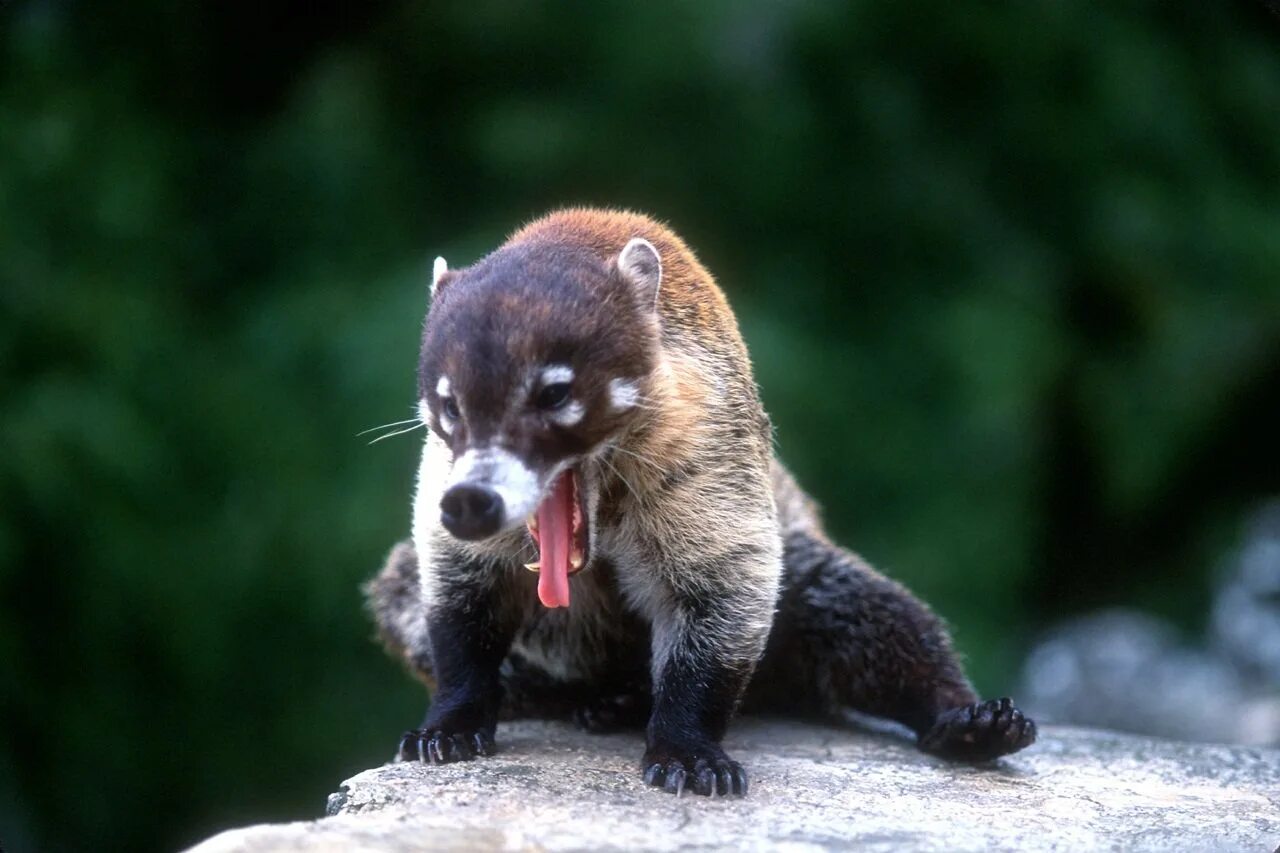 Носуха коати. Землеройка тупайя. Плащеносный броненосец. Сумчатый муравьед австралии. Девятипоясной броненосец.